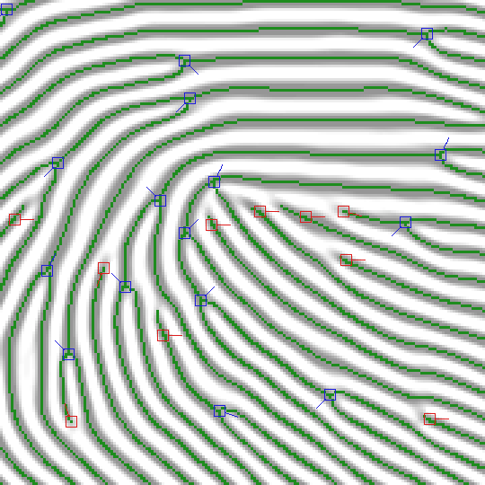 A magnified region overlaid with its green skeleton and marked minutiae.